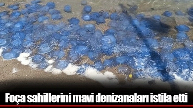 Foça sahillerini mavi denizanaları istila etti
