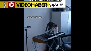 Org üzerinde gezen kedi yanlışlıkla korku filmi müziği besteledi