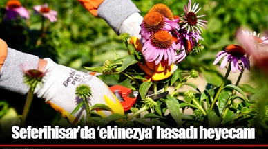 Seferihisar’da ‘ekinezya’ hasadı heyecanı
