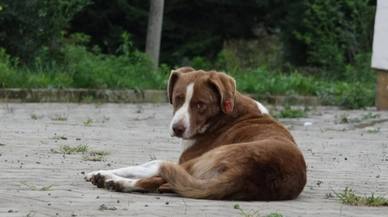 Sokak köpekleri konusunda komisyon kuruldu: Toplanma ve kısırlaştırma önerileri gündemde
