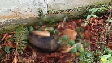 Belediye ölü köpekleri köye bırakırken yakalandı