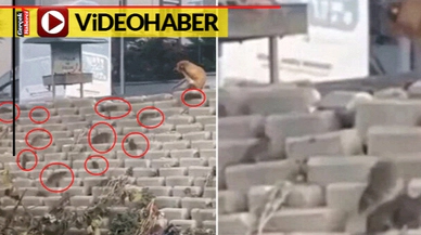 Sokakta sürüler halinde dolaşan dev lağım fareleri korkuttu