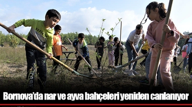 Bornova’da nar ve ayva bahçeleri yeniden canlanıyor