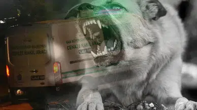 Van'da Köpek Saldırısı Faciası: 5 Yaşındaki Hamza Kurtarılamadı
