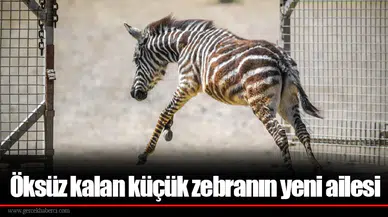 Öksüz kalan küçük zebranın yeni ailesi