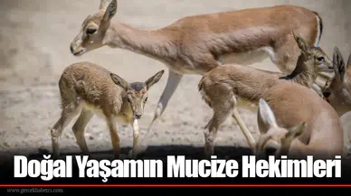 Doğal Yaşamın Mucize Hekimleri