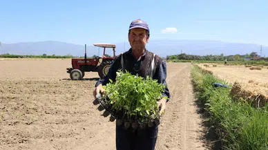 Aydınlı tarım işçileri 1 Mayıs bayramını tarlada mesai yaparak geçirdi