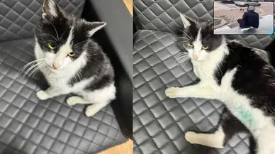 Kedinin üzerine sprey sıkan market çalışanları işinden oldu