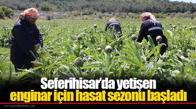 Seferihisar’da yetişen enginar için hasat sezonu başladı