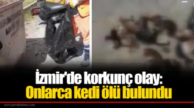 İzmir'de korkunç olay: Onlarca kedi ölü bulundu