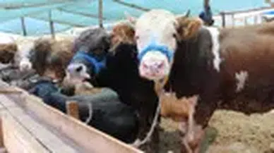 Kurbanlıklar satılmazsa ne olacak sorusu cevabını buldu