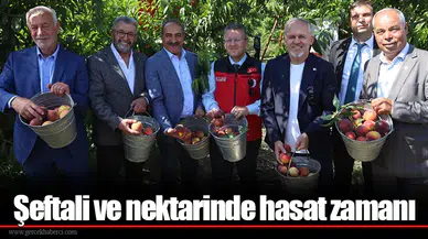 Şeftali ve nektarinde hasat zamanı