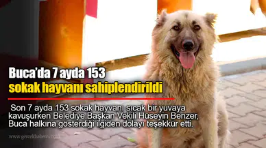 Buca’da 7 ayda 153 sokak hayvanı sahiplendirildi