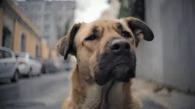 Almanya'da köpek sahiplerine ehliyet zorunluluğu: 50 bin euro cezası var