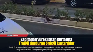Zabıtadan yürek ısıtan kurtarma Trafiği durdurup ördeği kurtardılar