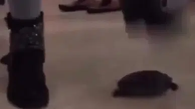 Sosyal medyada infial oluşturan kaplumbağa eziyeti görüntülerine gözaltı