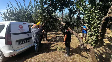 Menderes’te Akdeniz Meyve Sineğine Karşı Biyoteknik Mücadele