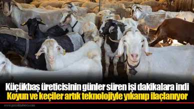 Küçükbaş üreticisinin günler süren işi dakikalara indi