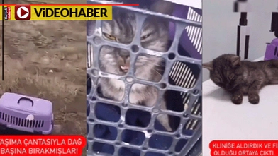 Hasta kedisini dağ başına terk etti... Büyük tepki gördü!