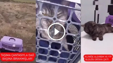 Hasta kedisini dağ başına terk etti
