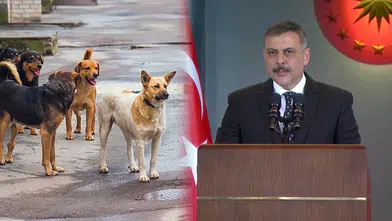 Sokak köpeği saldırıları sonrası üç belediye başkanına soruşturma