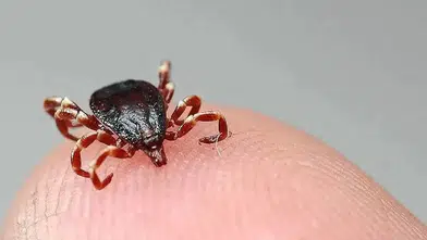 Kene ısırması sonucu KKKA şüphesiyle tedavi gören kişi hayatını kaybetti