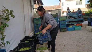 Zeytin fiyatları 20 liraya düştü, üretici hasadı bırakıyor