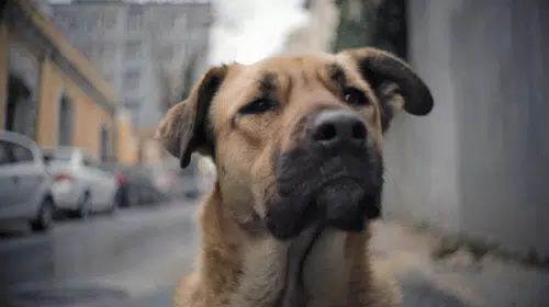 Almanya'da köpek sahiplerine ehliyet zorunluluğu: 50 bin euro cezası var