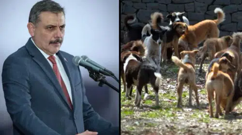 Bakan Çiftçi: Sokak hayvanlarının yüzde 92,35'i barınaklara ve doğal yaşam alanlarına alındı
