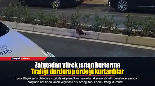 Zabıtadan yürek ısıtan kurtarma Trafiği durdurup ördeği kurtardılar