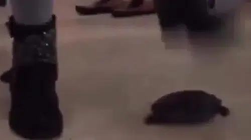 Sosyal medyada infial oluşturan kaplumbağa eziyeti görüntülerine gözaltı