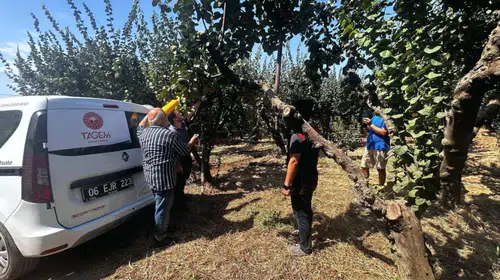 Menderes’te Akdeniz Meyve Sineğine Karşı Biyoteknik Mücadele