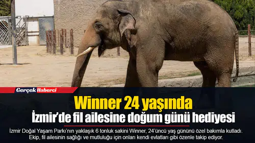 Winner 24 yaşında... İzmir’de fil ailesine doğum günü hediyesi