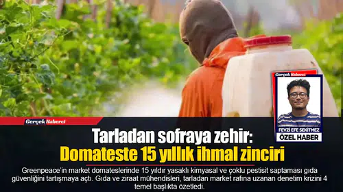 Tarladan sofraya zehir:  Domateste 15 yıllık ihmal zinciri