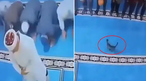 Erzurum'da camide kediyi tekmeleyen şüpheli serbest bırakıldı