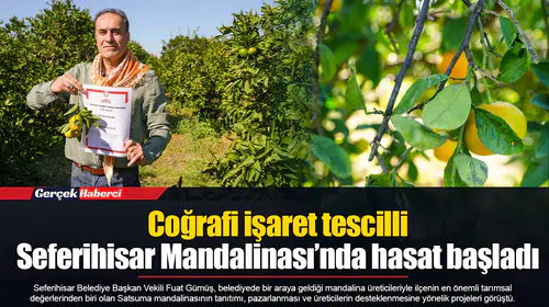 Coğrafi işaret tescilli Seferihisar Mandalinası’nda hasat başladı