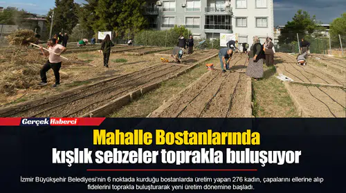 Mahalle Bostanlarında kışlık sebzeler toprakla buluşuyor