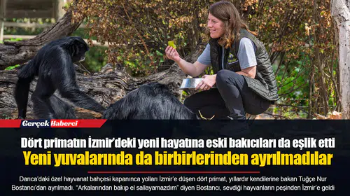 Dört primatın İzmir’deki yeni hayatına eski bakıcıları da eşlik etti... Yeni yuvalarında da birbirlerinden ayrılmadılar