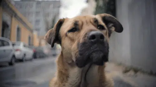 Almanya'da köpek sahiplerine ehliyet zorunluluğu: 50 bin euro cezası var