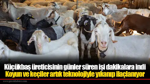 Küçükbaş üreticisinin günler süren işi dakikalara indi