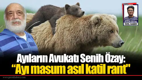 Ayıların Avukatı Senih Özay Seferihisar'daki ayı için konuştu: "Katil ayı değil ormanları imara açanlar"