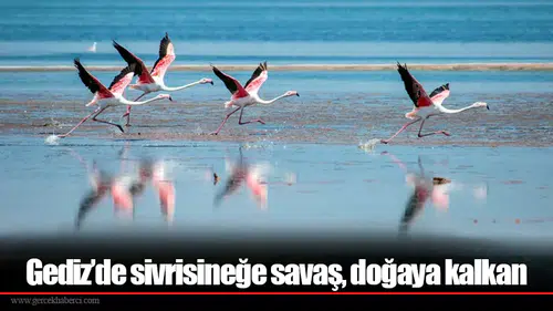 Gediz’de sivrisineğe savaş, doğaya kalkan