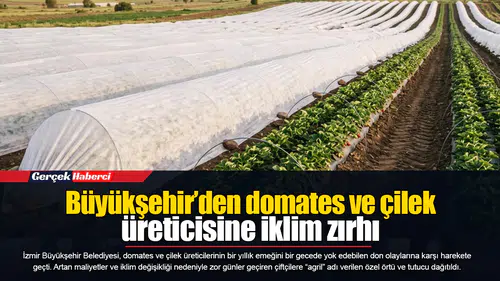 Büyükşehir’den domates ve çilek üreticisine iklim zırhı