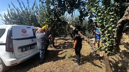 Menderes’te Akdeniz Meyve Sineğine Karşı Biyoteknik Mücadele