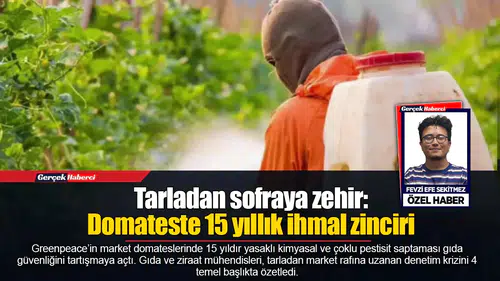 Tarladan sofraya zehir:  Domateste 15 yıllık ihmal zinciri