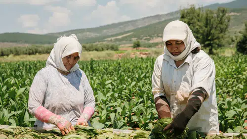Türk tütünü Almanya’da vitrine çıktı
