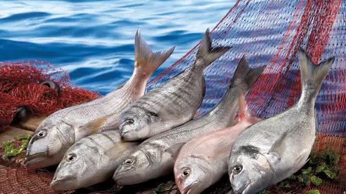 Su ürünleri sektörü Future Fish Eurasia’da buluşuyor