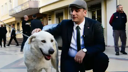 Ege Üniversitesindeki 83 köpek belediyenin hayvan bakım yerleşkesine alındı