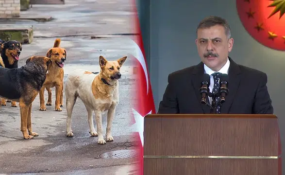 Sokak köpeği saldırıları sonrası üç belediye başkanına soruşturma