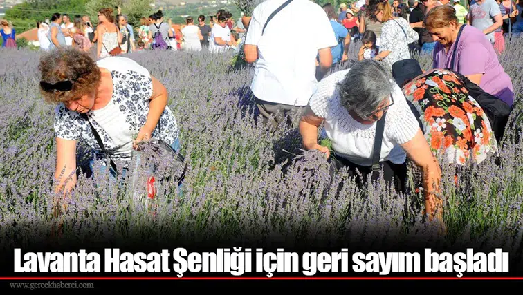 Lavanta Hasat Şenliği için geri sayım başladı